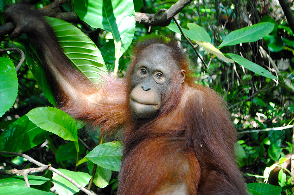 International Animal Rescue Orangutan Centre, Borneo - The Orangutan Project