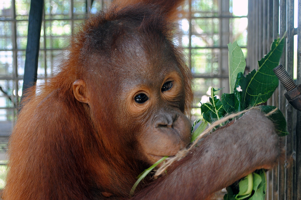 International Animal Rescue Orangutan Centre, Borneo - The Orangutan Project
