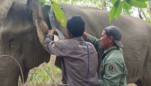 Elephant fitted with GPS collar