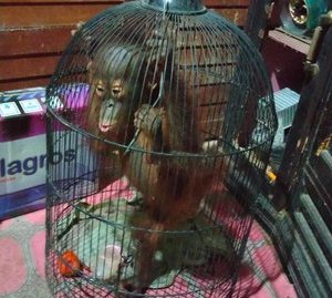 Mabel in birdcage