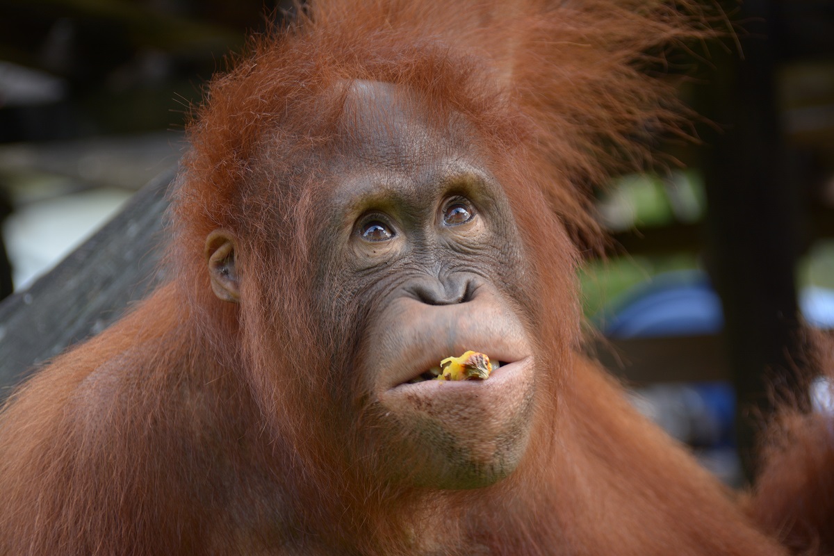 Meki The Orangutan Project Meki The Orangutan Project