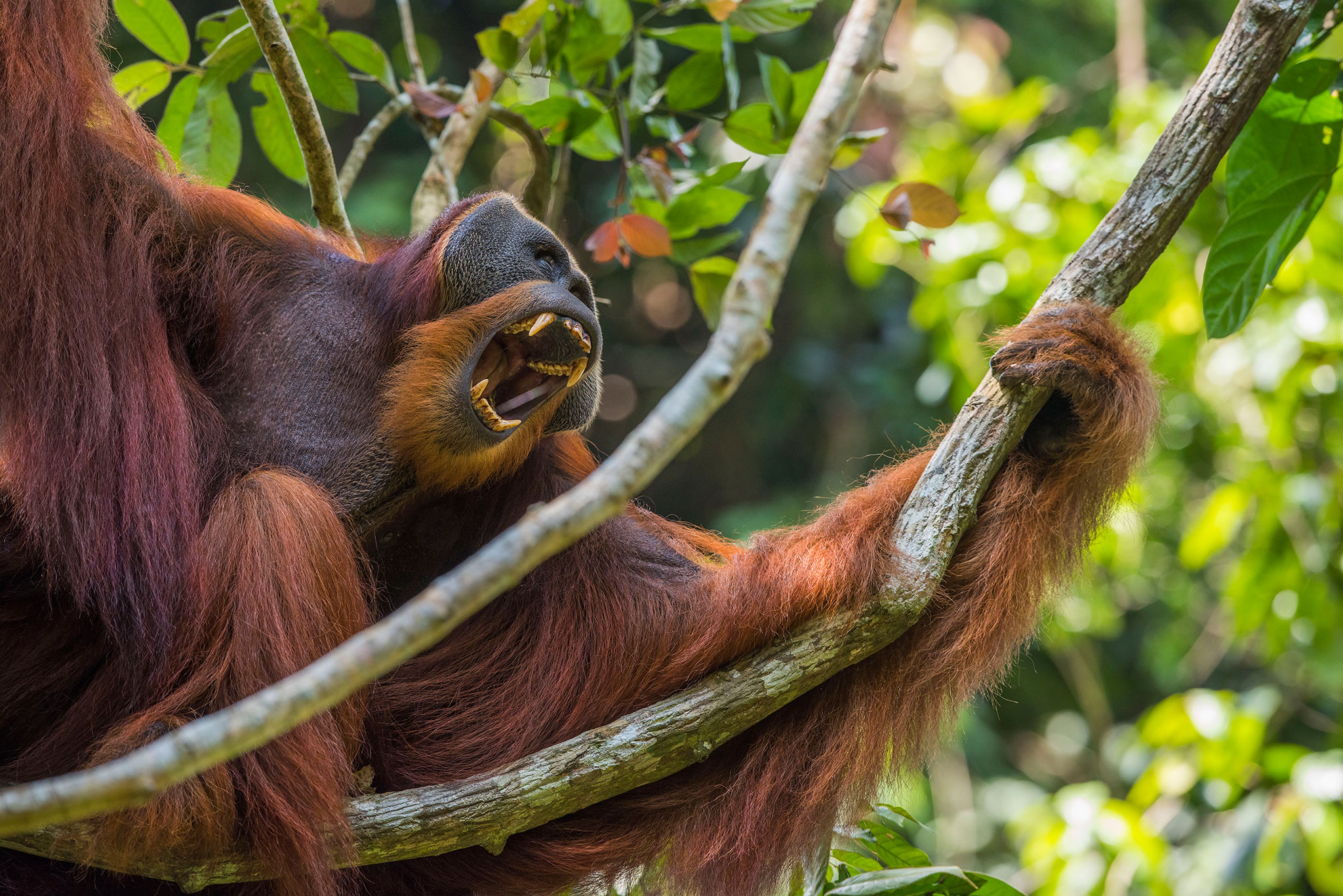  Orangutan  Freedom Fund The Orangutan  Project