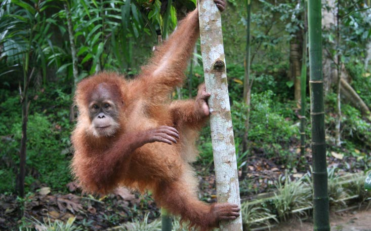 Leif Cocks Returns from Visiting Bukit Tigapuluh